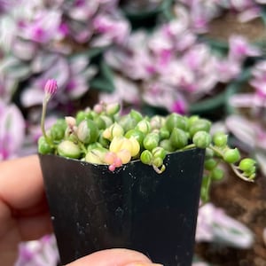 2” Variegated String of Pearls – Rare Trailing Succulent | Green & Cream Beads image 3