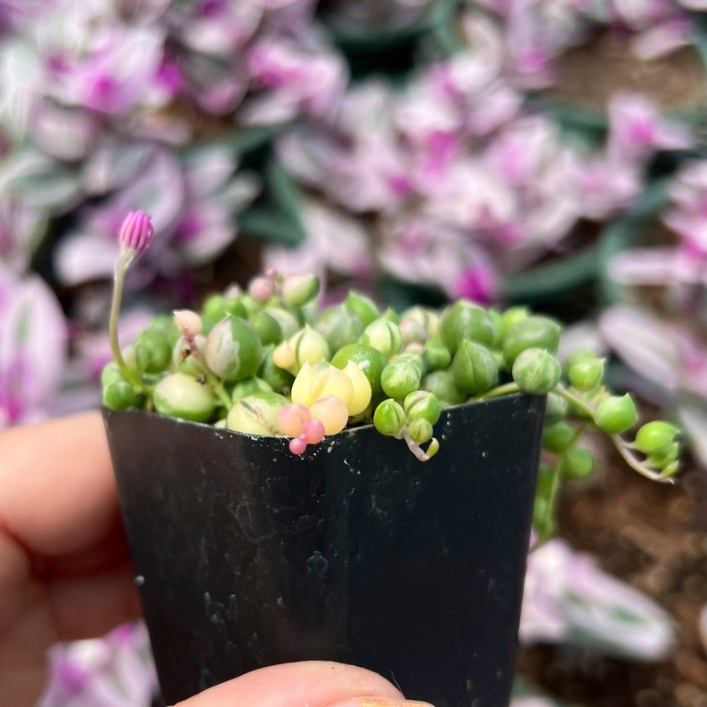 2” Variegated String of Pearls – Rare Trailing Succulent | Green & Cream Beads image 3