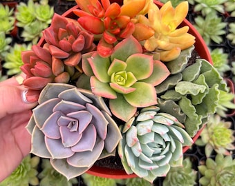 6” Rainbow Succulent Pot
