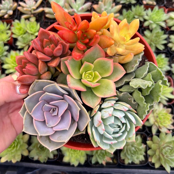 6 Rainbow Succulent Pot - Etsy