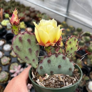 4” Opuntia Santa Rita Cactus