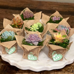 2 Succulent Party Favor Gift Burlap Rustic image 6