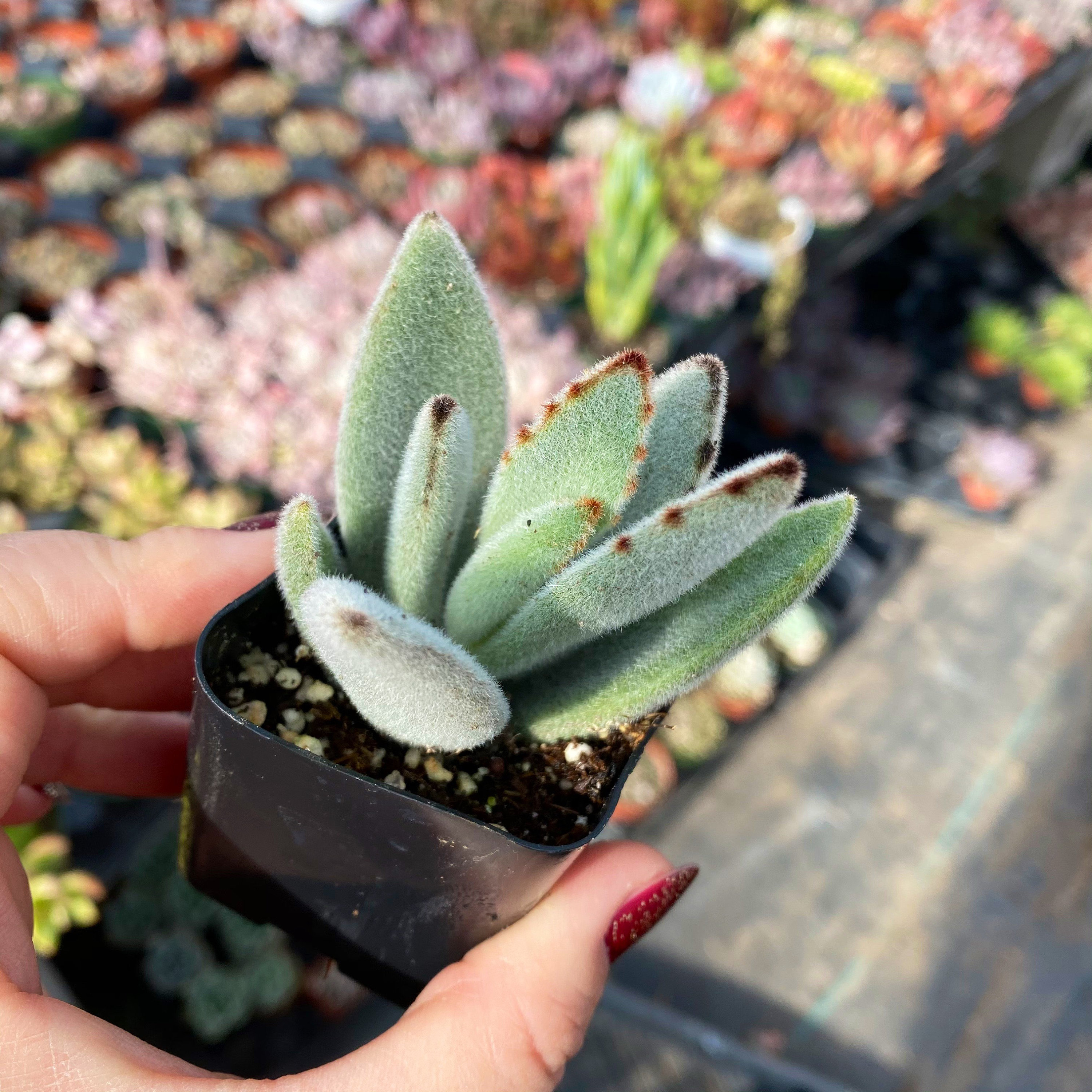 fischeri sansevieria Sansevieria fischeri  Serres Lavoie