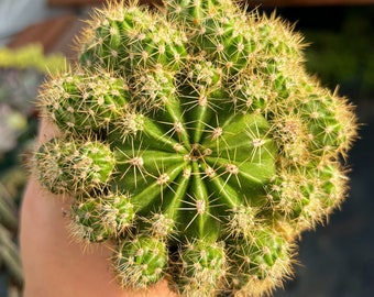 4” Echinopsis Tubiflora Cluster Cactus
