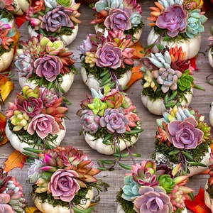 May include: A collection of small white pumpkins topped with arrangements of colorful succulents in shades of pink, purple, green, and orange, nestled in green moss, displayed on a wooden surface with scattered autumn leaves.
