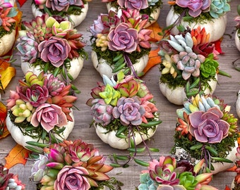 May include: A collection of small white pumpkins topped with arrangements of colorful succulents in shades of pink, purple, green, and orange, nestled in green moss, displayed on a wooden surface with scattered autumn leaves.