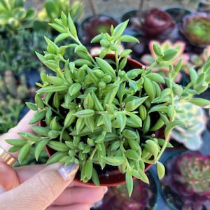 String of Bananas Succulent in 4” Pot | Easy Trailing Houseplant