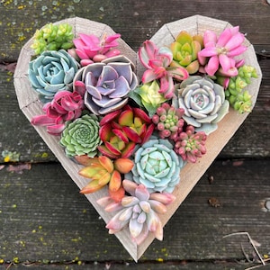 May include: A heart-shaped wooden planter filled with a variety of colorful succulents. The succulents display shades of green, pink, red, and purple. The planter is set against a weathered wooden surface.
