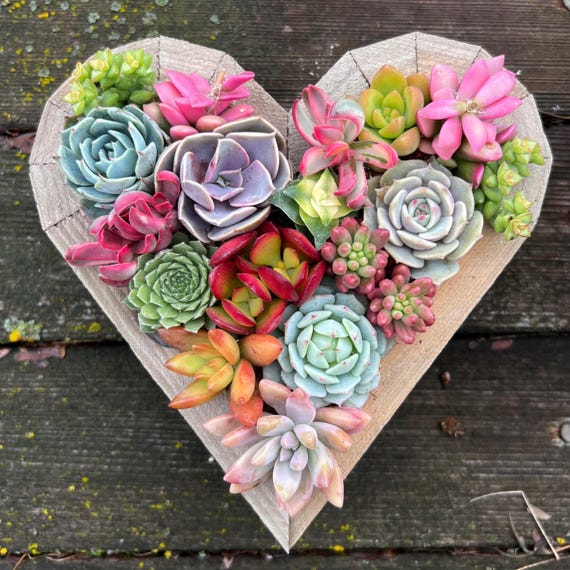 7 Succulent Heart Arrangement / Living / Gift / Valentines Day - Etsy