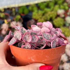 4 Variegated String of Hearts / Ceropegia Woodii Variegata image 3