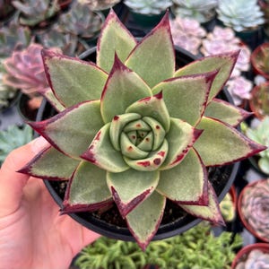 Echeveria Agavoides Ebony | Rare Succulent | Ships Bare Root | Pictured in 6” Pot
