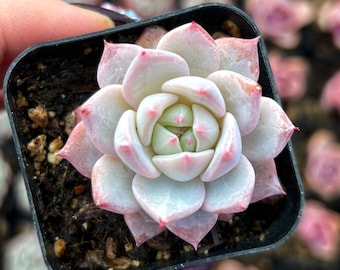 2" Echeveria Blue Bird