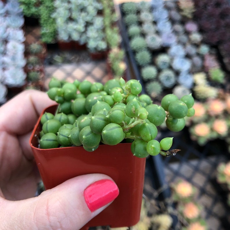 May include: A small, terracotta-colored pot holds a String of Pearls succulent. The plant features vibrant green, spherical leaves, resembling small beads. Other succulents are visible in the background, suggesting a plant nursery or garden center.