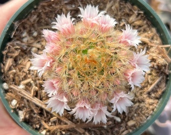 4” Mammillaria Carmene Cactus