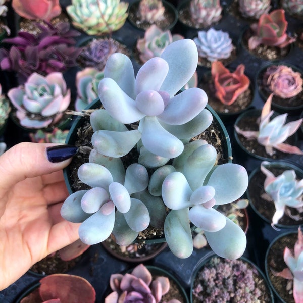 4” Pachyphytum Oviferum / Lavender Pebbles