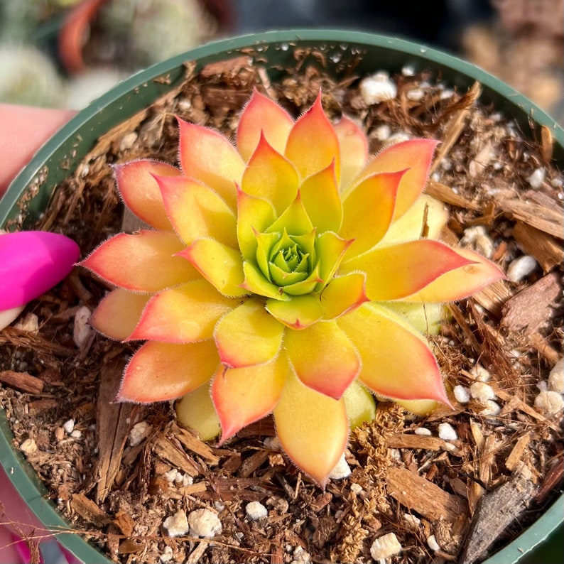 Sempervivum Gold Nugget Succulent Plant - Thumbnail 4