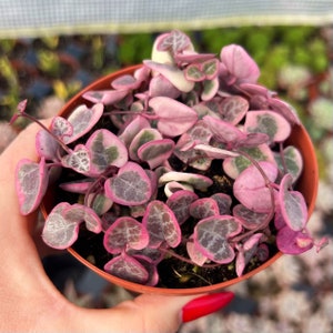 4 Variegated String of Hearts / Ceropegia Woodii Variegata image 2