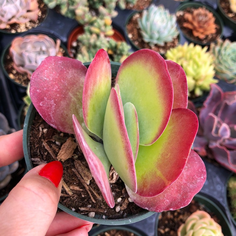 Kalanchoe Luciae Flapjack Succulent