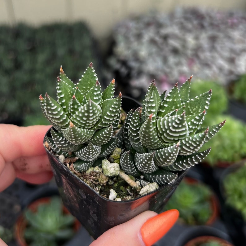 2 Haworthia Coarctata Indoor Low Light Succulent Plant image 3