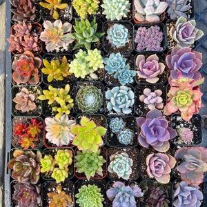 5/10 2 Assorted Colorful Succulents Plants / Potted image 2