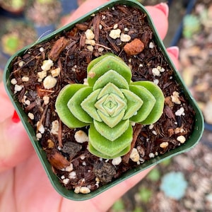 May include: A small green succulent plant with multiple layers of leaves growing in a square brown pot filled with brown soil.
