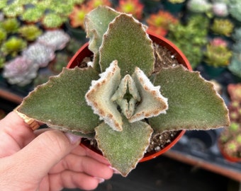 4” Kalanchoe Beharensis Fang