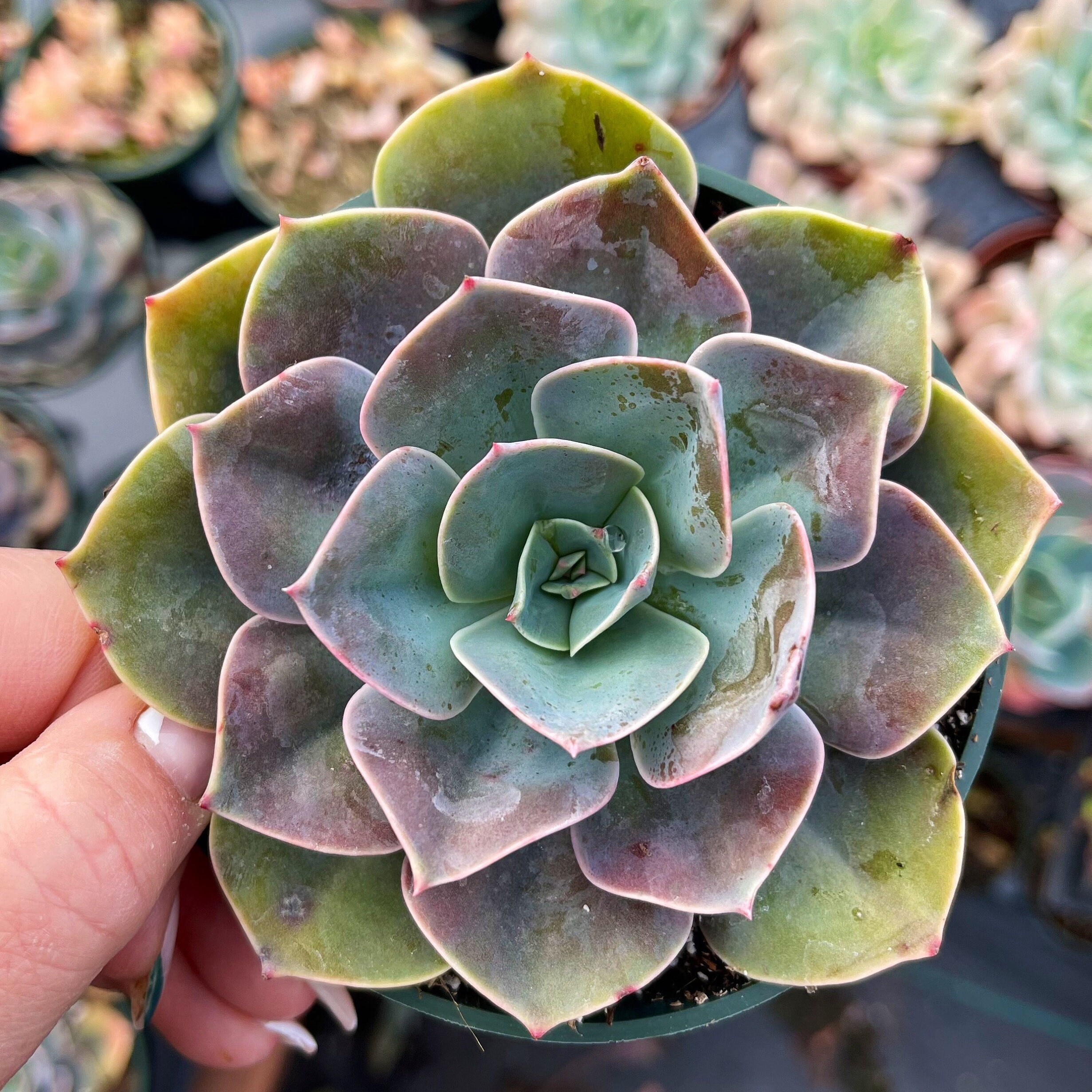 4” Echeveria Cassyz Winter - Etsy