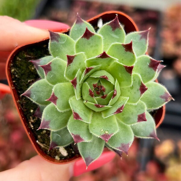 2” Sempervivum Calcareum / Frost Hardy Succulent