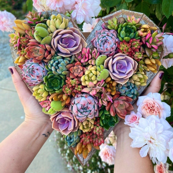 11" Succulent Heart Arrangement / Living / Gift / Valentines Day - Etsy