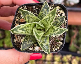 2” Gasteria Liliputana / Indoor Low Light Succulent Plant