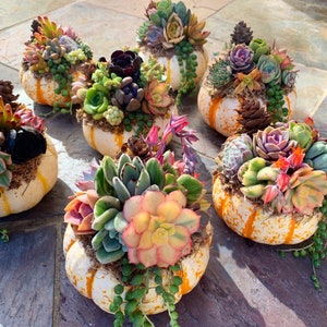 Pumpkin Decor