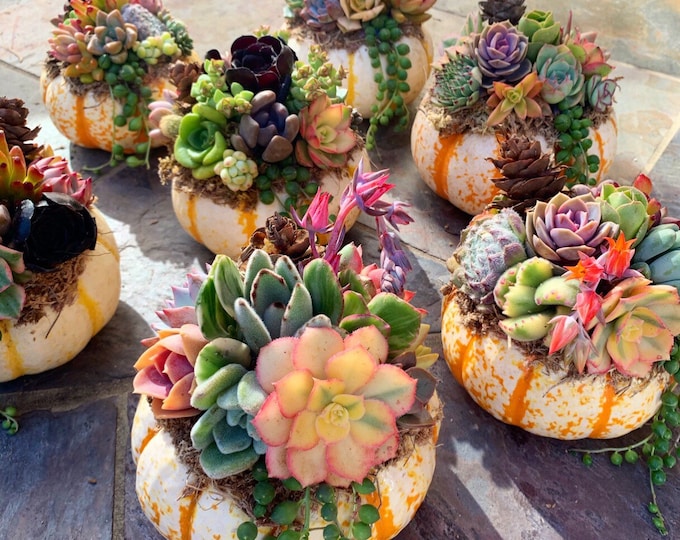 Succulent Pumpkin Tiger Striped Fall / Autumn Decor / Real Pumpkin & Succulents