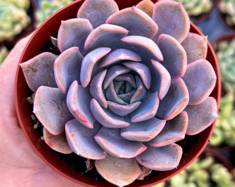 4” Echeveria Orion