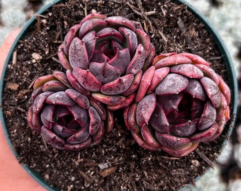 Echeveria Black Queen / Rare Korean Succulent