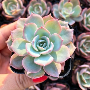 Echeveria Subsessilis – Blue Rosette Succulent – Live Plant in 2” Pot – Pastel Succulent Gift