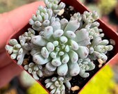 2 Graptopetalum Blue Beans