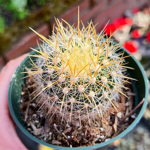 Cactus with Golden Spikes