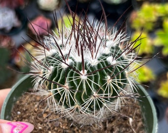 4” Stenocactus Hybrid