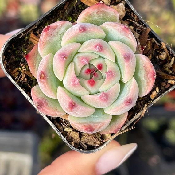 2” Echeveria Colorata Succulent Plant - Etsy 日本