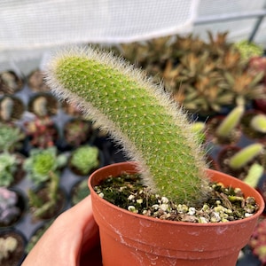 4” Cleistocactus colademononis Monkey Tail Cactus Succulent Plant