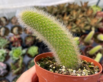 4” Cleistocactus colademononis Monkey Tail Cactus