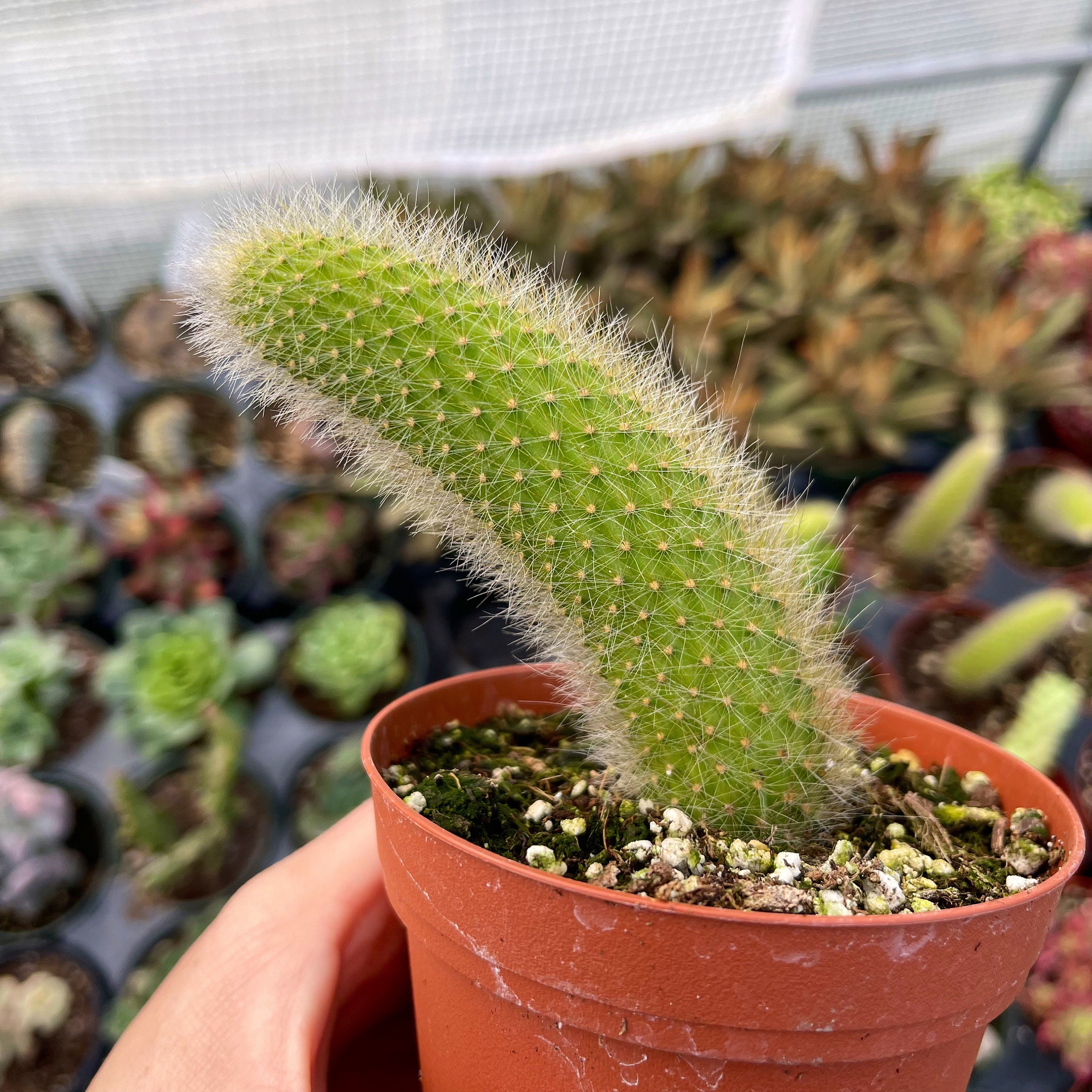 4 Cleistocactus Colademononis Monkey Tail Cactus Etsy Norway