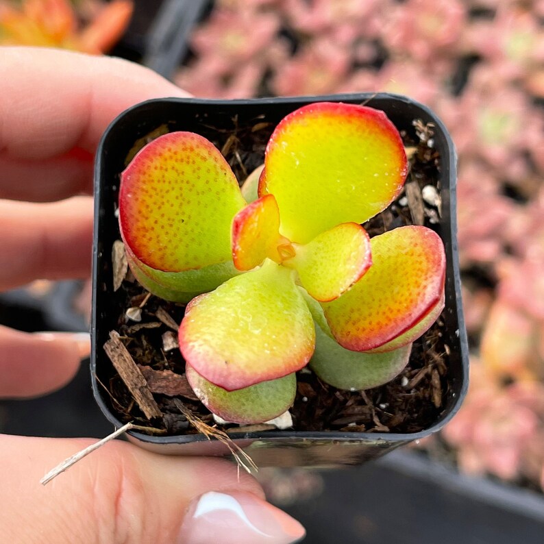 Buy crassula ovata