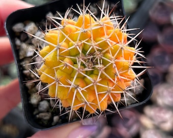 Cactus Mammillaria Compressa de 2 po.