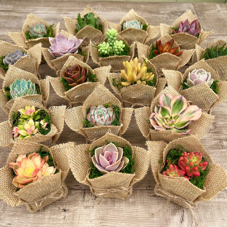 2 Succulent Party Favor Gift Burlap Rustic image 3