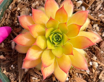 2” & 4” Sempervivum Gold Nugget