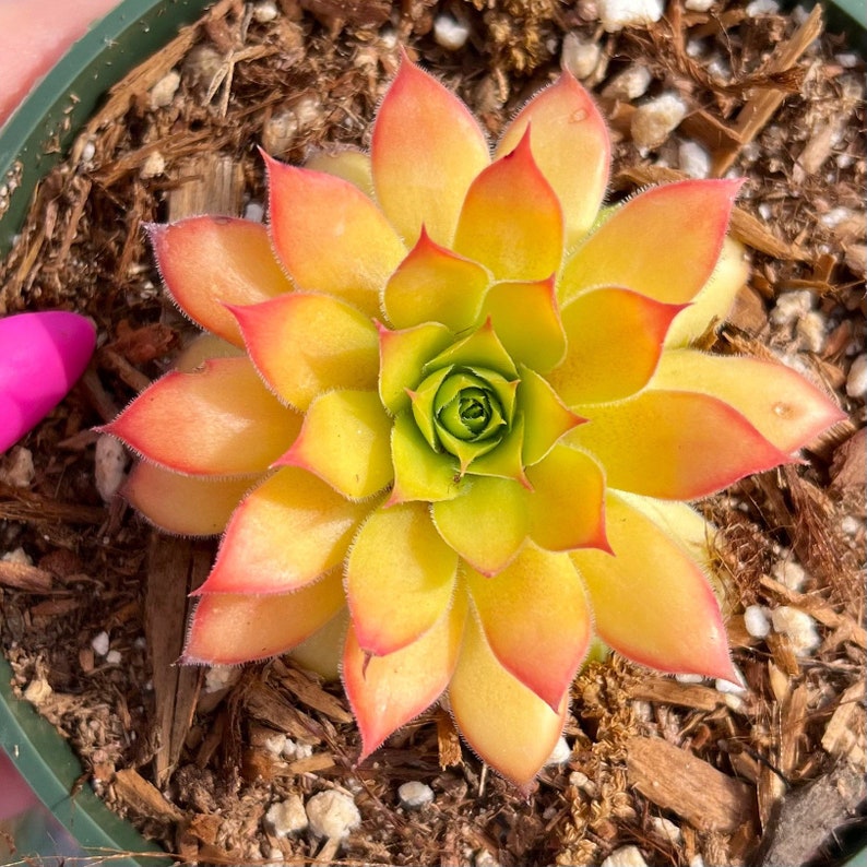 Sempervivum Gold Nugget Succulent Plant