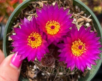 4” Parodia Ottonis Militaris Cactus