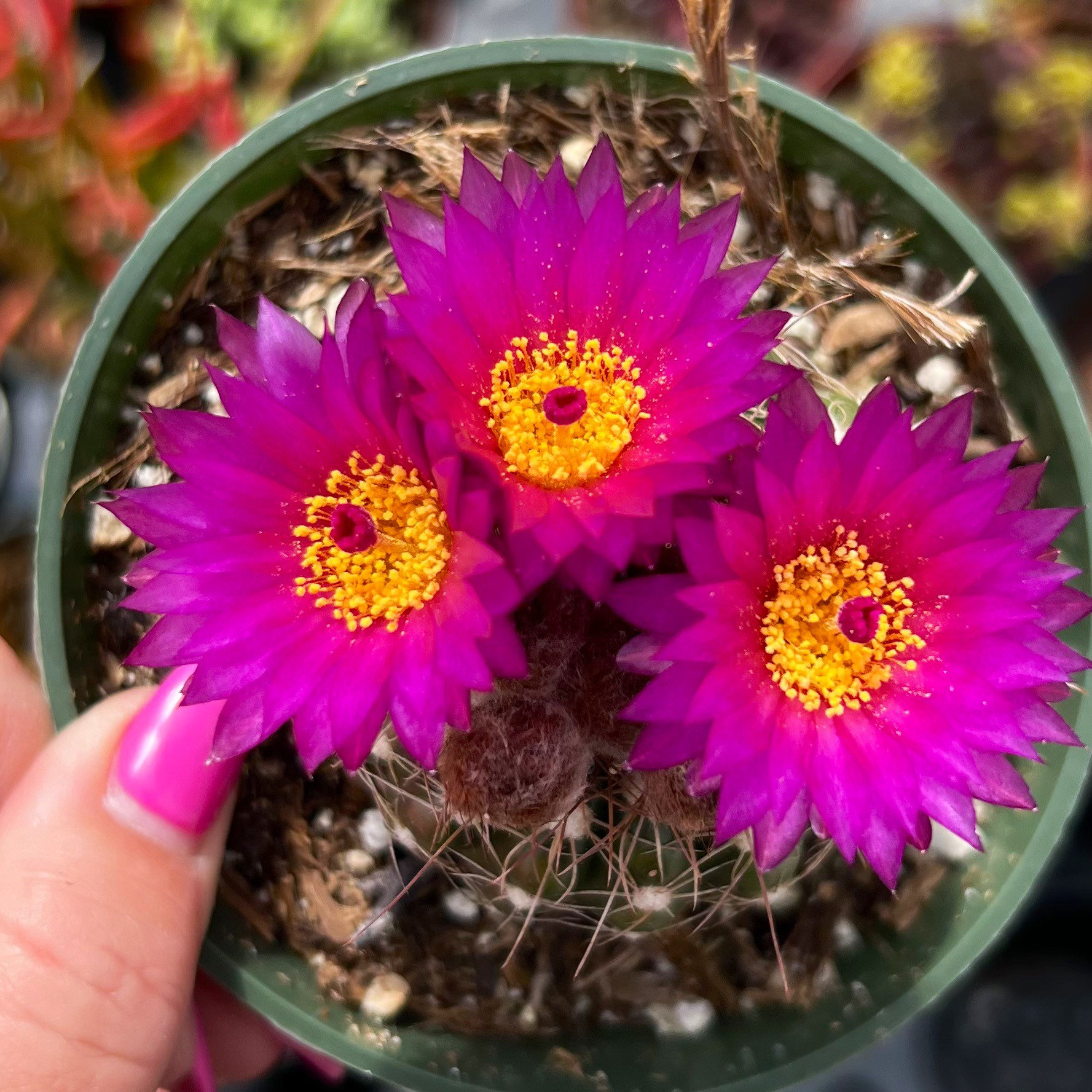 デ*オ様 希少 METEORATOYZ Cactus メテオトライズ ミラーハン Cactus 