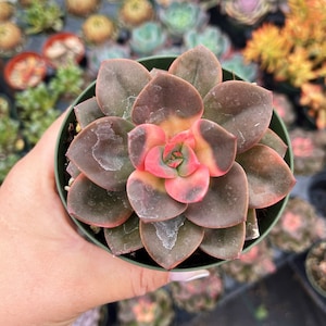 4” Echeveria Chroma